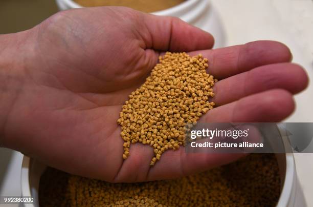 Biologist holds feed pellets made out of lupines in her hand at the Alfred Wegener Institut in Bremerhaven, Germany, 20 September 2017. At the AWI it...