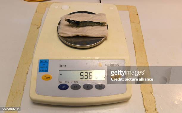 Shrimp can be seen on a scale at the Alfred Wegener Institut in Bremerhaven, Germany, 20 September 2017. At the AWI it is being tested whether it is...