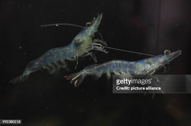 Two shrimps can be seen in an aquarium of the Alfred Wegener Institut in Bremerhaven, Germany, 20 September 2017. At the AWI it is being tested...