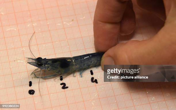 Biologist Monika Weiss measures a shrimp at the Alfred Wegener Institut in Bremerhaven, Germany, 20 September 2017. At the AWI it is being tested...