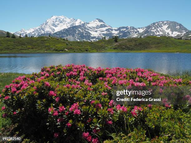 wild rhododendrons at hopschusee, simplon pass - alpenrose stock pictures, royalty-free photos & images