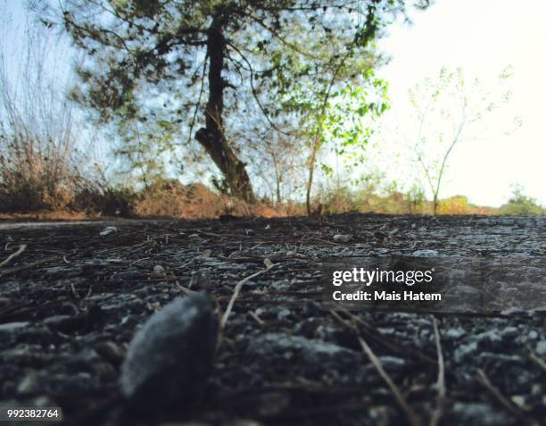 sunset behind a tree - mais ストックフォトと画像