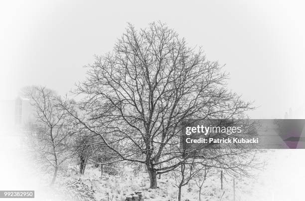 snow white and the walnut tree - kubacki stock pictures, royalty-free photos & images