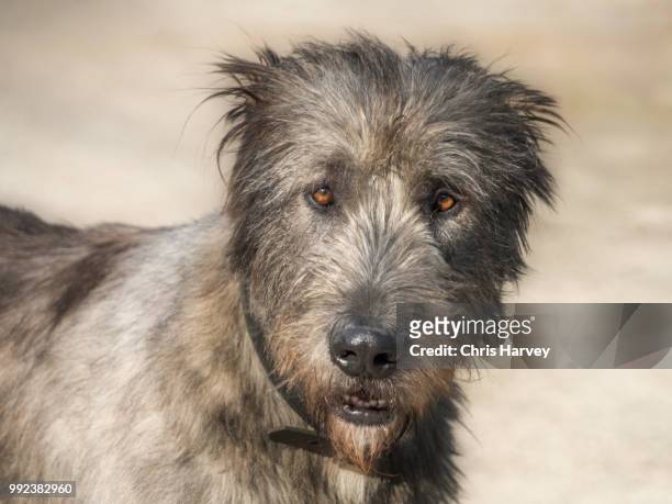 max - irish wolfhound bildbanksfoton och bilder
