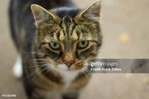 cat - ehlers stock pictures, royalty-free photos & images