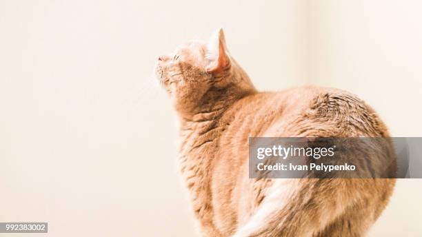 Cat Rear End Photos and Premium High Res Pictures - Getty Images
