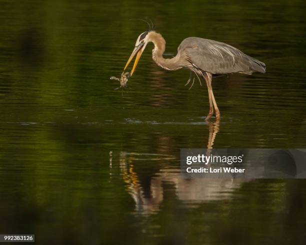 heron crab battle - lori elle photos et images de collection