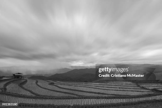 terraced paddy field - mcmaster stock pictures, royalty-free photos & images