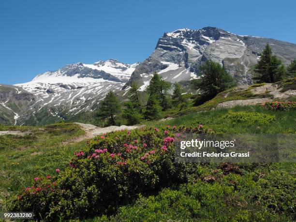 hiking trail at simplon pass - alpenrose stock pictures, royalty-free photos & images