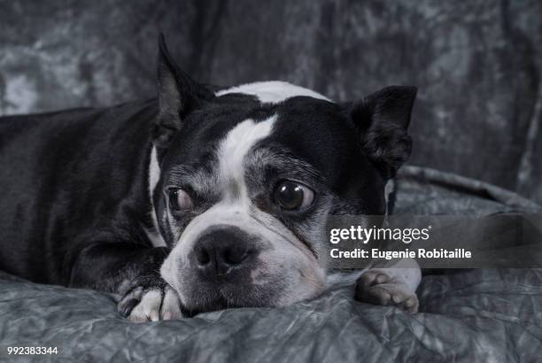 boston terrier at the studio - terrier boston stock pictures, royalty-free photos & images