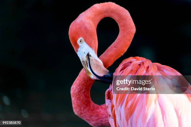 flamingo - roter flamingo stock-fotos und bilder