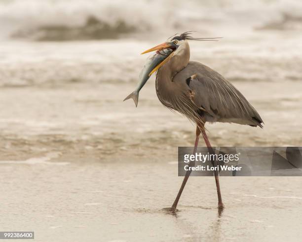 heron catch - lori stock pictures, royalty-free photos & images