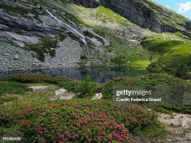 alpenroses at lower paione lake (lago del paione inferiore) in bognanco valley - alpenrose stock pictures, royalty-free photos & images