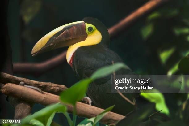 tuci tuci - keel billed toucan stock pictures, royalty-free photos & images