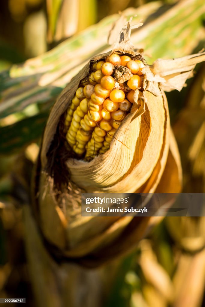 Ear of Corn