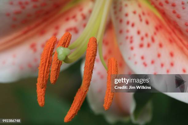 asiatic lily, pollen mature - asiatic lily stock pictures, royalty-free photos & images