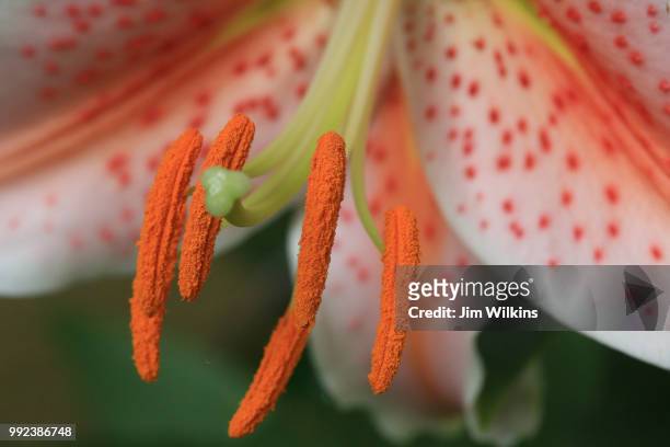 asiatic lily, pollen mature - asiatic lily - fotografias e filmes do acervo