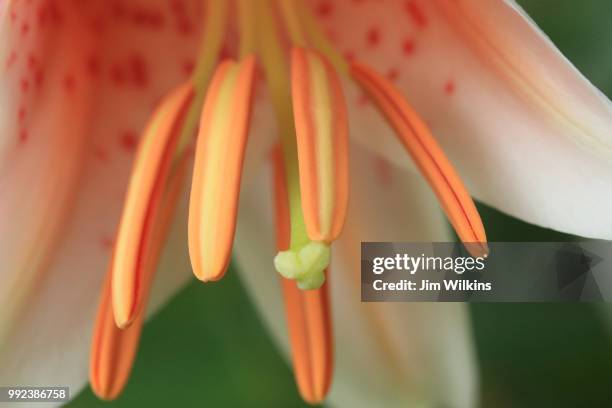 asiatic lily, pollen new - asiatic lily - fotografias e filmes do acervo