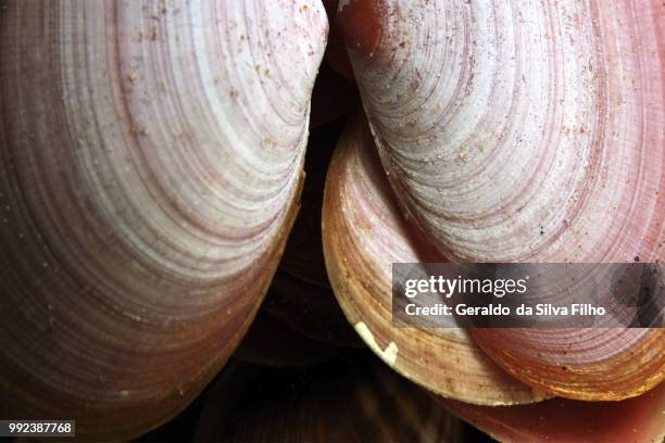 Concha Life 1,404 Conchas Stock Photos, High-Res Pictures, and Images - Getty Images