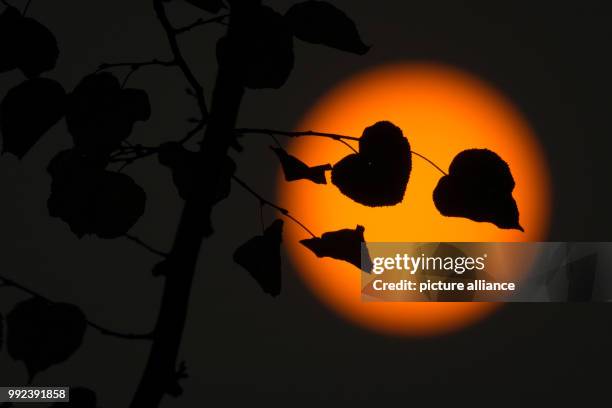 Autumn foliage can be seen silhouetted against the sun which shines weakly through a layer of clouds in Hamburg, Germany, 17 October 2017. The sun...