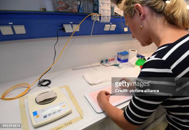 Biologist Monika Weiß measures the length of a shrimp at the Alfred Wegener Institute in Bremerhaven, Germany, 20 September 2017. The AWI is...