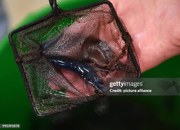 Shrimp can be seen inside a net at the Alfred Wegener Institute in Bremerhaven, Germany, 20 September 2017. The AWI is researching whether shrimp can...