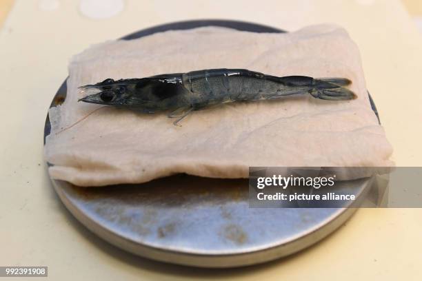 Shrimp can be seen atop a scale at the Alfred Wegener Institute in Bremerhaven, Germany, 20 September 2017. The AWI is researching whether shrimp can...