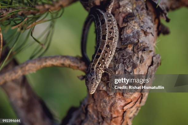Sworl Lizard 290 Worm Lizard Stock Photos, High-Res Pictures, and Images - Getty Images