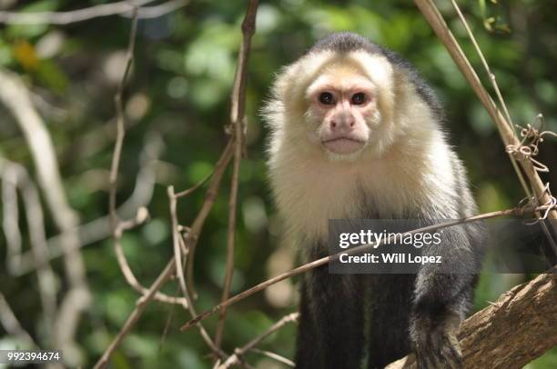 dsc_1053.jpg - white throated capuchin monkey stockfoto's en -beelden