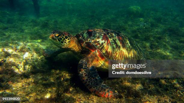 green sea turtle, apo island philippines - apo stock-fotos und bilder