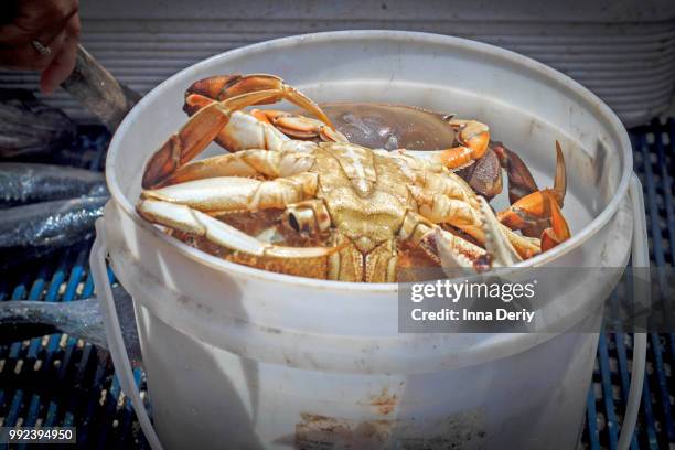 crabbing - crabbing stock pictures, royalty-free photos & images