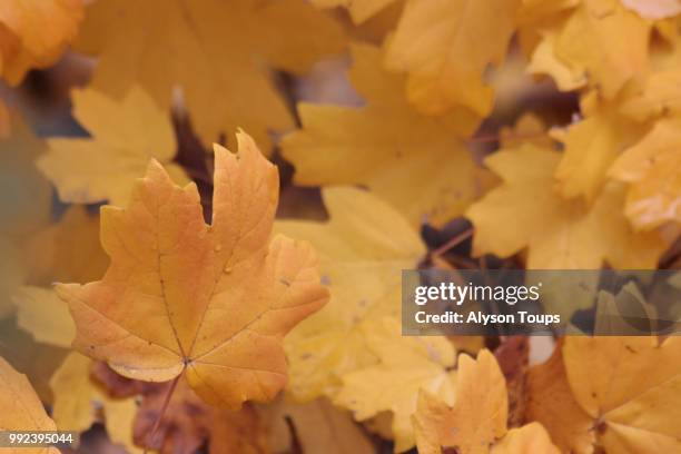 pile of gold - alyson imagens e fotografias de stock