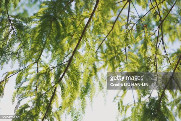 deciduous cypress - deciduous stock pictures, royalty-free photos & images