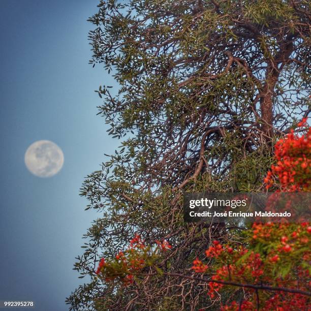 blue moon next to the red flamboyan tree - blue moon stock pictures, royalty-free photos & images