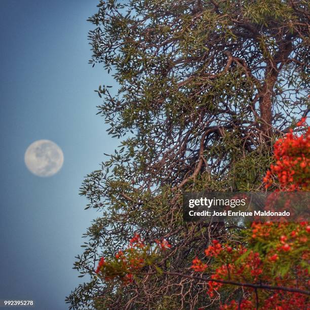 blue moon next to the red flamboyan tree - blue moon imagens e fotografias de stock