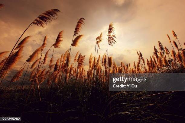 Sunset Reeds Reeds Sunset Photos and Premium High Res Pictures - Getty Images