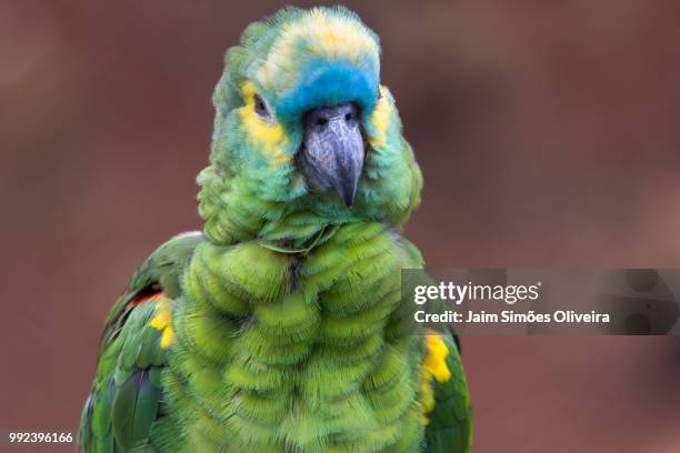parrot with ruffled feathers - amazon parrot stock pictures, royalty-free photos & images