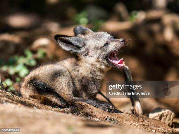 animals - bat eared fox stock pictures, royalty-free photos & images