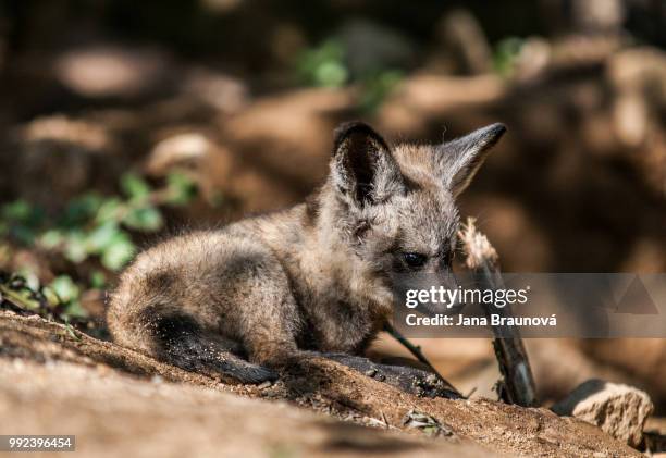 animals - bat eared fox stock pictures, royalty-free photos & images