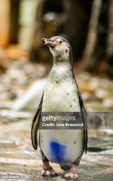 animals - galapagos penguin stock pictures, royalty-free photos & images