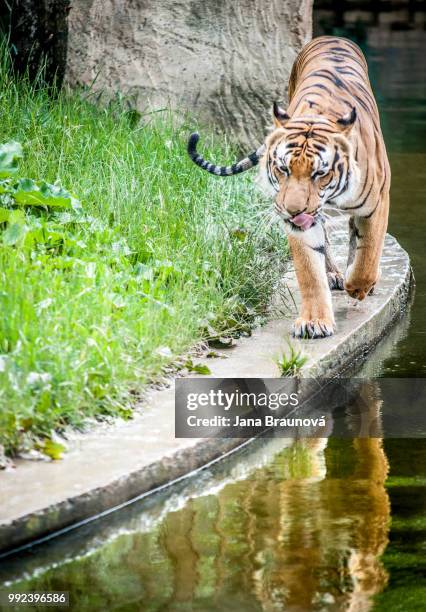 animals - tiger zoo stock pictures, royalty-free photos & images