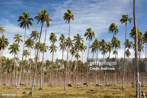 palm tree plantage - plantage - fotografias e filmes do acervo