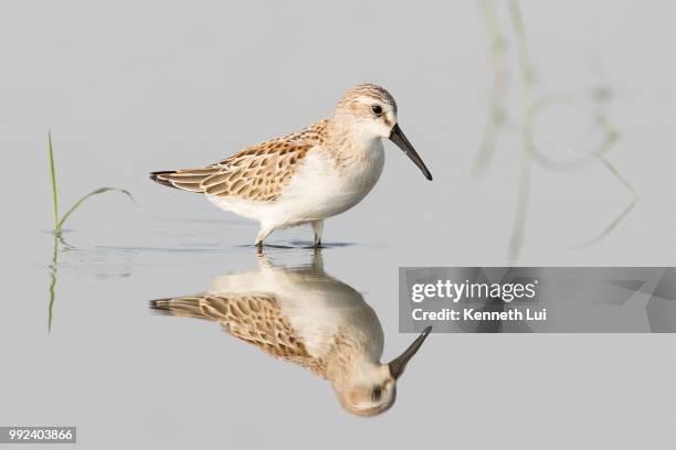 western sandpiper - dunlin bird stock pictures, royalty-free photos & images