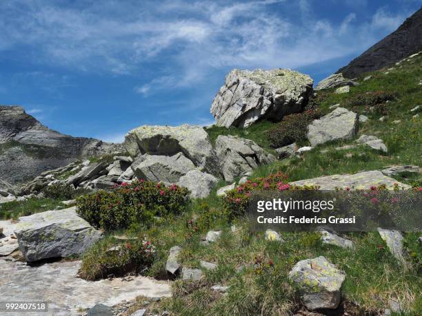 alpine landscape with granite rocks and alpenroses, bognanco valley - lepontinische alpen stock-fotos und bilder