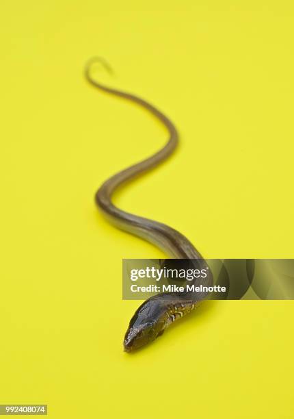 s is for snake - garter snake fotografías e imágenes de stock