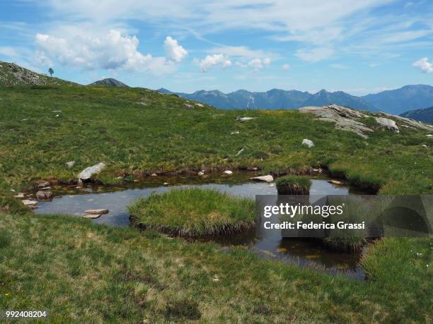 small pond with water reeds in the high bognanco valley - alpes lepontine - fotografias e filmes do acervo