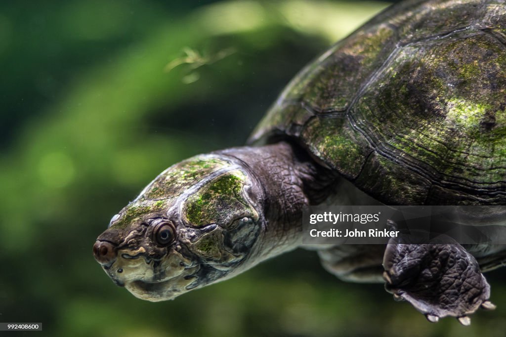 Irwin's Snapping Turtle