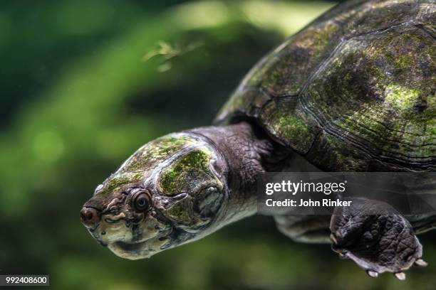 irwin's snapping turtle - snapping turtle stock pictures, royalty-free photos & images