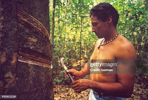 seringueiro working inside the amazon forest - rubber tapping stock pictures, royalty-free photos & images
