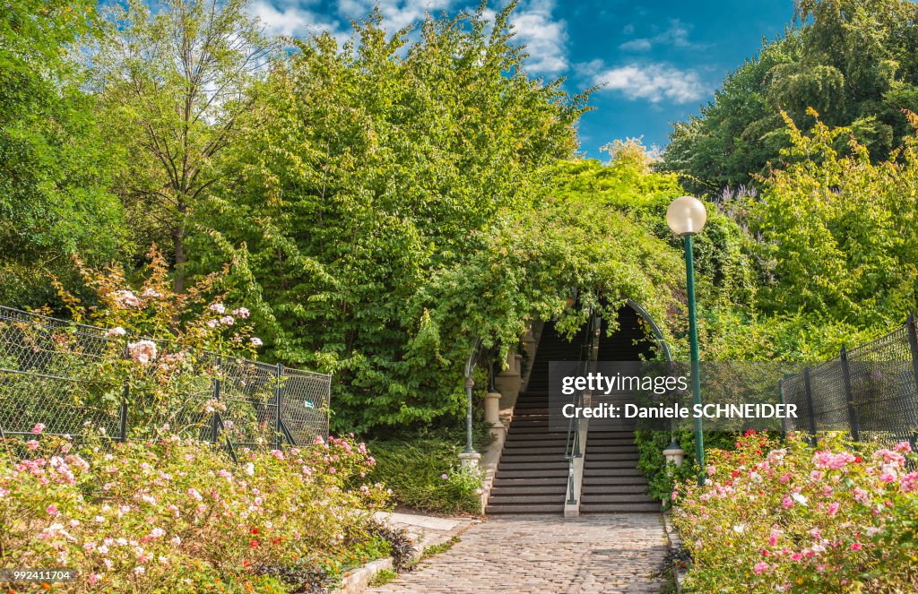 France, Paris 20th district, Parc de Belleville, plants